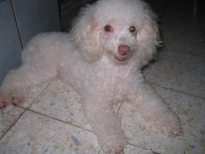 Angel - Poodle Dog