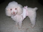 Angel - Poodle Dog