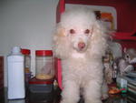 Angel - Poodle Dog