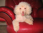 Angel - Poodle Dog