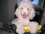 Angel - Poodle Dog