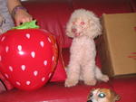 Angel - Poodle Dog