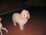 Angel - Poodle Dog