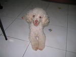 Angel - Poodle Dog