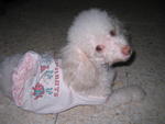 Angel - Poodle Dog