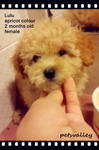 Toy Poodle (Mimi &amp; Lulu) - Poodle Dog