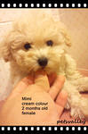 Toy Poodle (Mimi &amp; Lulu) - Poodle Dog