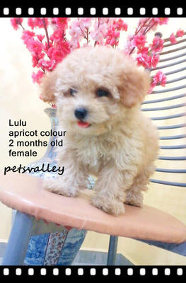 Toy Poodle (Mimi &amp; Lulu) - Poodle Dog