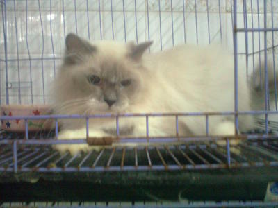 Semi Flat Persian - Persian Cat