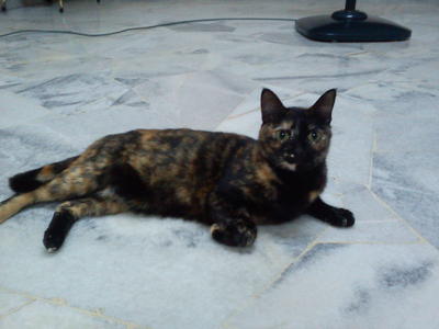Little Fa  - Tortoiseshell Cat