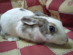 Rabbits - Chinchilla Rabbit