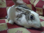 rabbit 2