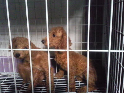 Mini Toy Size Poodle  - Poodle Dog