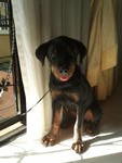 Roxy - Rottweiler Dog