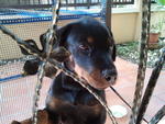 Roxy - Rottweiler Dog