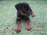 Roxy - Rottweiler Dog