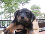 Roxy - Rottweiler Dog