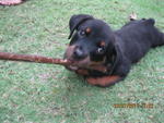 Roxy - Rottweiler Dog