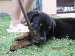 Roxy - Rottweiler Dog