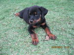 Roxy - Rottweiler Dog