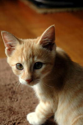 Ziggy And Marley - British Shorthair Cat