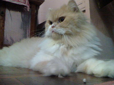 *bebe* - Persian Cat