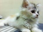 Persian Kitten - Persian Cat