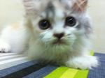 Persian Kitten - Persian Cat