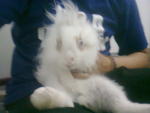 Rabbit Rabbit - Lionhead Rabbit