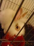 Rabbit Rabbit - Lionhead Rabbit