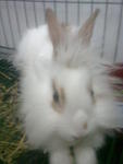 Rabbit Rabbit - Lionhead Rabbit