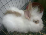 Rabbit Rabbit - Lionhead Rabbit