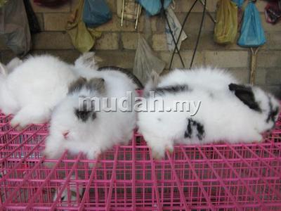 My Pets Paradise - Jersey Wooly Rabbit