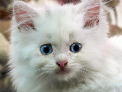 Faain, Fluffy - Persian Cat