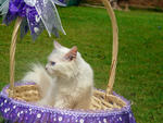 Fluffy resting in a basket! :D