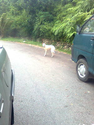 Strays In Taman Bukit Mewah  - Mixed Breed Dog