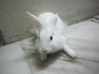 Sister And Brother - Lionhead + Netherland Dwarf Rabbit