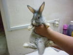 Sister And Brother - Lionhead + Netherland Dwarf Rabbit