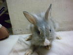 Sister And Brother - Lionhead + Netherland Dwarf Rabbit