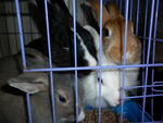 Sister And Brother - Lionhead + Netherland Dwarf Rabbit