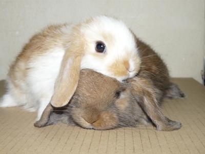 Lop Ear - Holland Lop + Lop Eared Rabbit