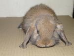 Lop Ear - Holland Lop + Lop Eared Rabbit