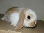 Lop Ear - Holland Lop + Lop Eared Rabbit