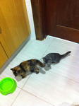 Tallulah And Tigerlily - Tabby + Tortoiseshell Cat