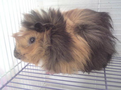 Bumbelbee - Guinea Pig Small & Furry