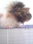 Bumbelbee - Guinea Pig Small & Furry