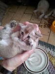 Cute Kittens - Oriental Short Hair Cat