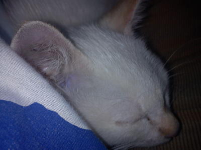 Snowy - British Shorthair + Snowshoe Cat