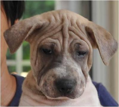 Sharpei Mixed - Shar Pei Dog