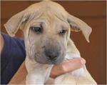 Sharpei(female), adopted